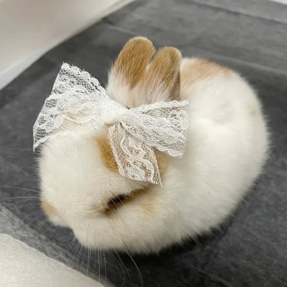 yummybunnyy